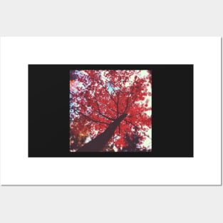 Red Maple Posters and Art